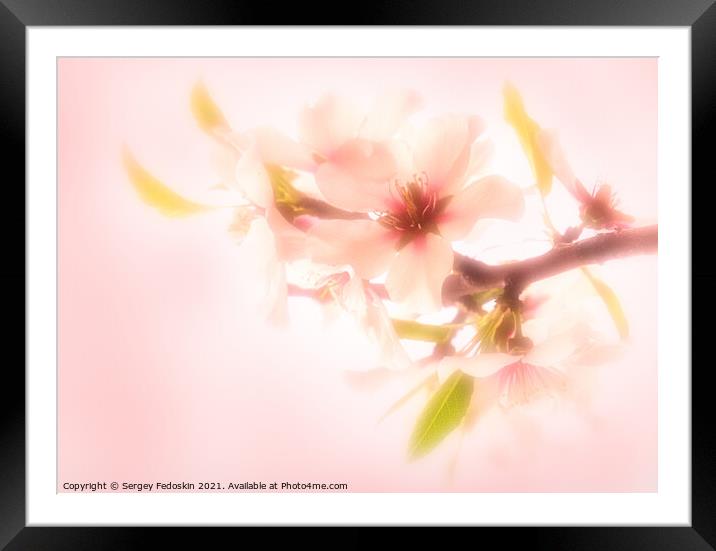 Blossom peach. Spring tree with pink flowers. Framed Mounted Print by Sergey Fedoskin