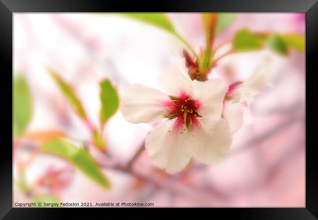 Blossom peach. Spring tree with pink flowers. Framed Print by Sergey Fedoskin