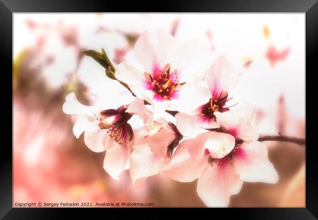 Blossom peach. Spring tree with pink flowers. Framed Print by Sergey Fedoskin