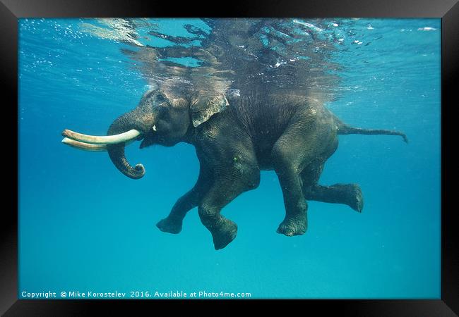 Swimming elephant Framed Print by Mike Korostelev