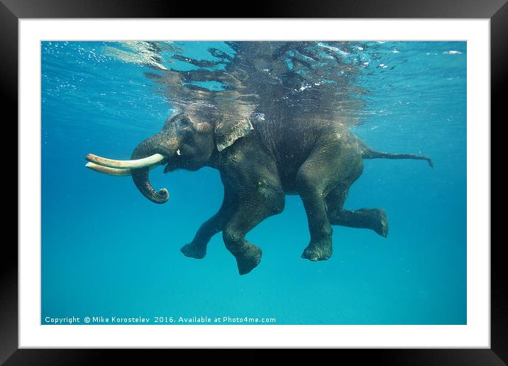 Swimming elephant Framed Mounted Print by Mike Korostelev