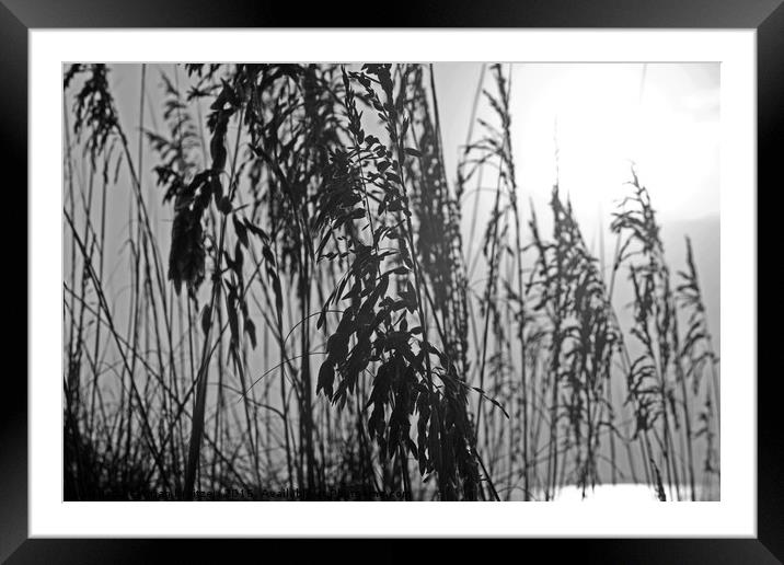 Sea oats Framed Mounted Print by Brian Kreitzer