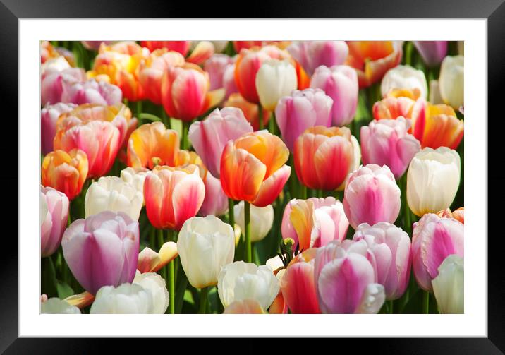 Dutch flowers Framed Mounted Print by Hamperium Photography
