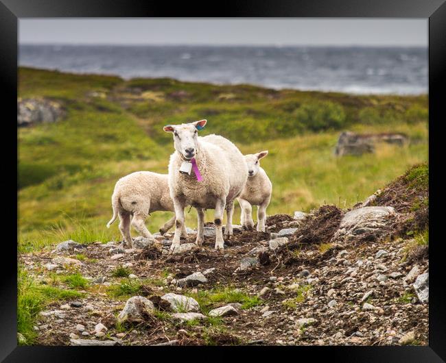 Lamb Framed Print by Hamperium Photography