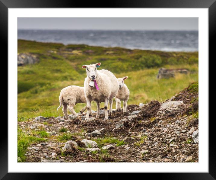Lamb Framed Mounted Print by Hamperium Photography