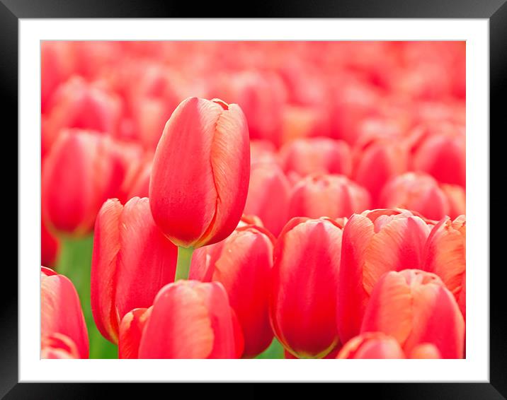 Red tulip Framed Mounted Print by Hamperium Photography