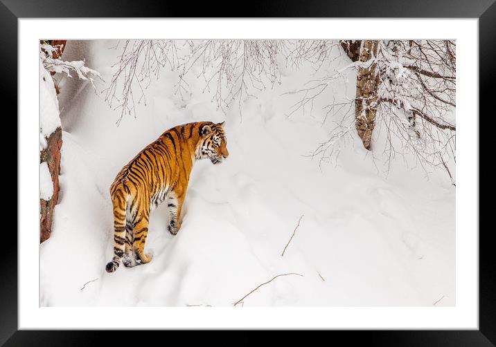 A tiger in the snow Framed Mounted Print by Hamperium Photography