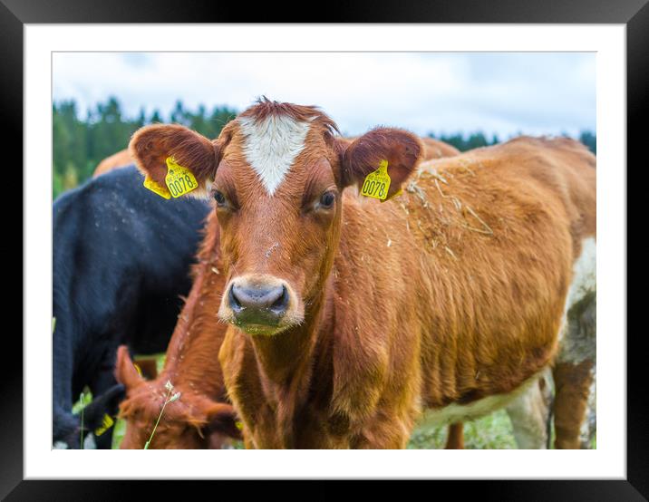 Swedish cow in a pasture Framed Mounted Print by Hamperium Photography