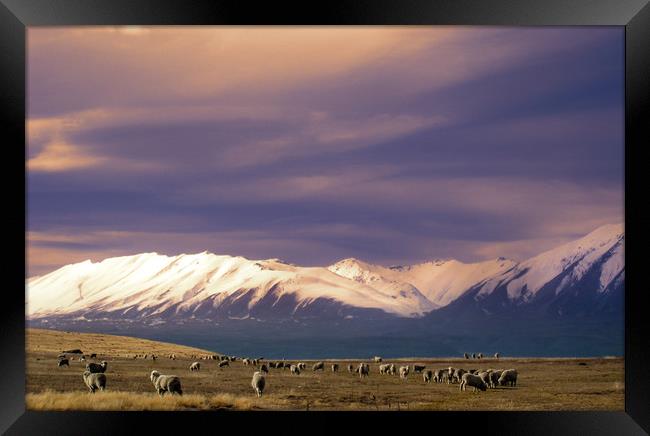 Sheep in New Zealand Framed Print by Hamperium Photography