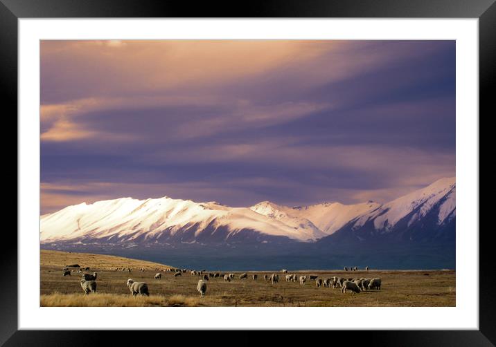 Sheep in New Zealand Framed Mounted Print by Hamperium Photography