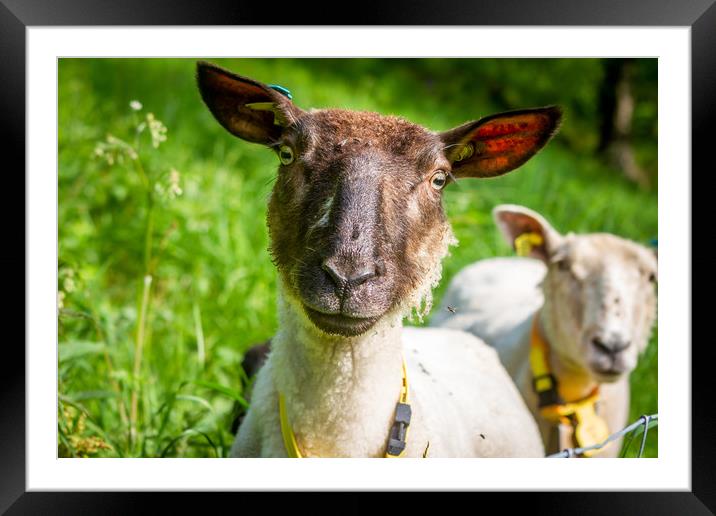 Sheep Framed Mounted Print by Hamperium Photography