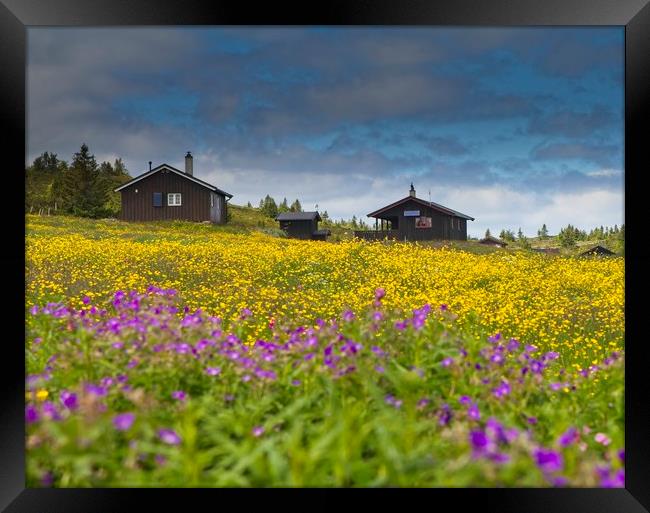 Field of flowers Framed Print by Hamperium Photography