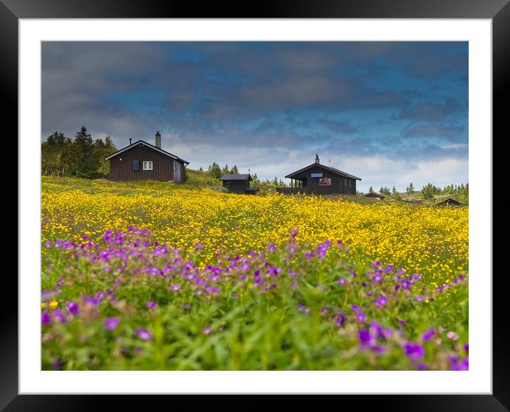 Field of flowers Framed Mounted Print by Hamperium Photography