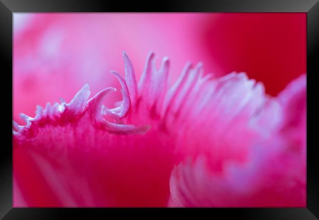 Tulip petal macro. Framed Print by Tartalja 