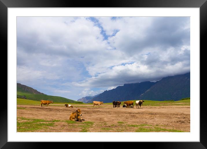 Mountain pasture, Georgia, Stepantsminda. Framed Mounted Print by Tartalja 