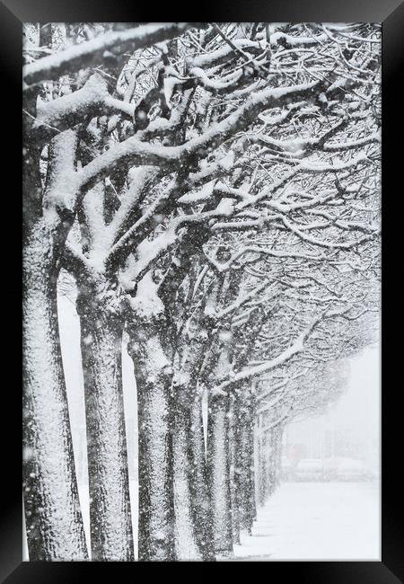  Trees and snow Framed Print by Tartalja 