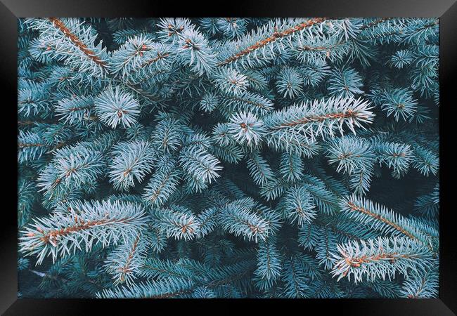 Blue spruce branch close-up, natura new year background Framed Print by Tartalja 