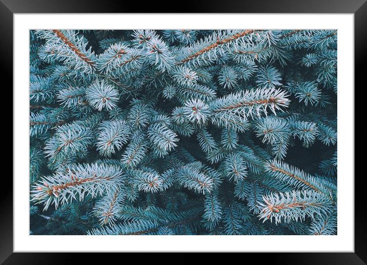 Blue spruce branch close-up, natura new year background Framed Mounted Print by Tartalja 