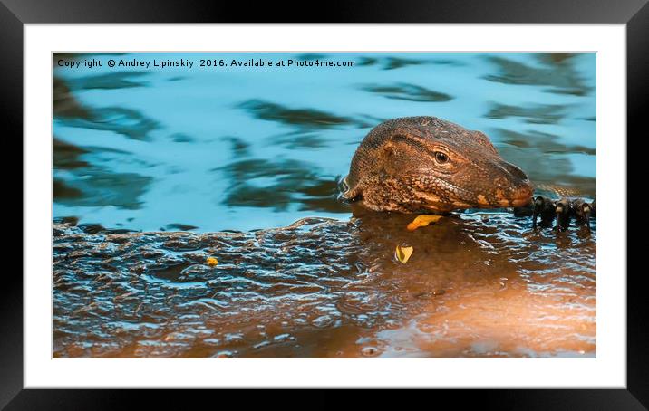 big lizard pops out of the water Framed Mounted Print by Andrey Lipinskiy