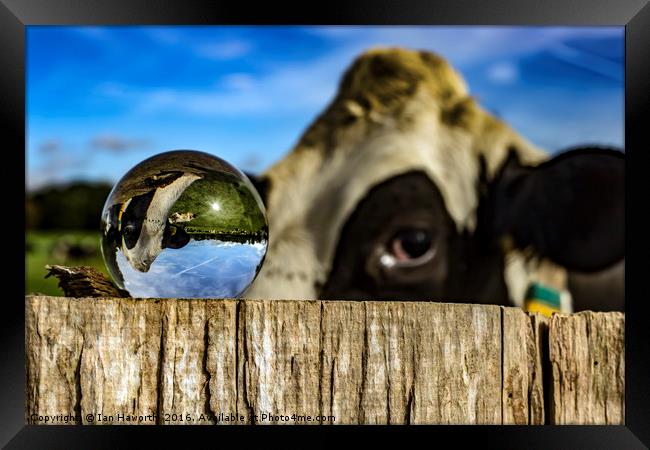 From Grass to Glass 3 - What You Looking At Framed Print by Ian Haworth