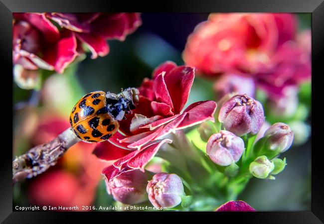 Macro Ladybird Framed Print by Ian Haworth