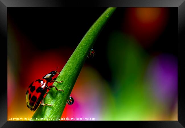 Ladybird and waterdrops Framed Print by Ian Haworth