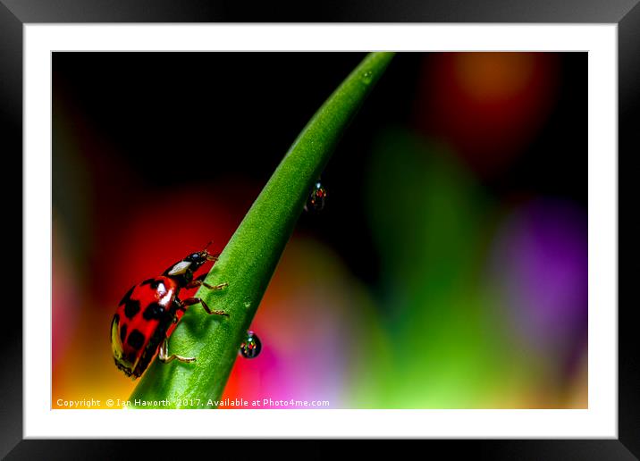 Ladybird and waterdrops Framed Mounted Print by Ian Haworth