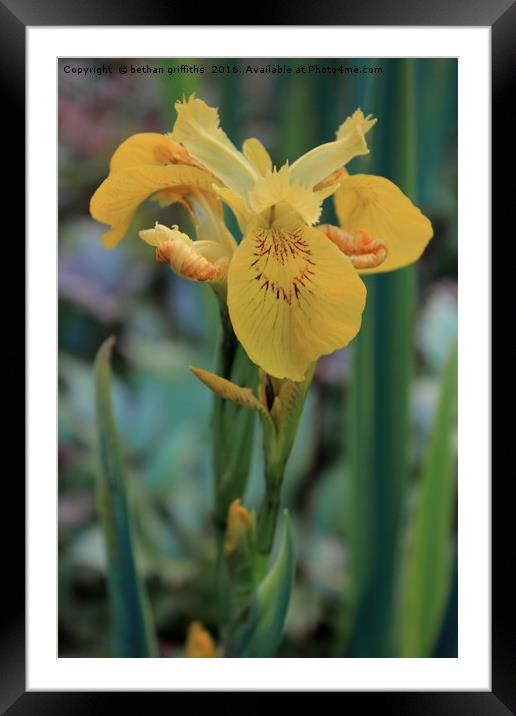 Yellow Iris Flower Framed Mounted Print by bethan griffiths