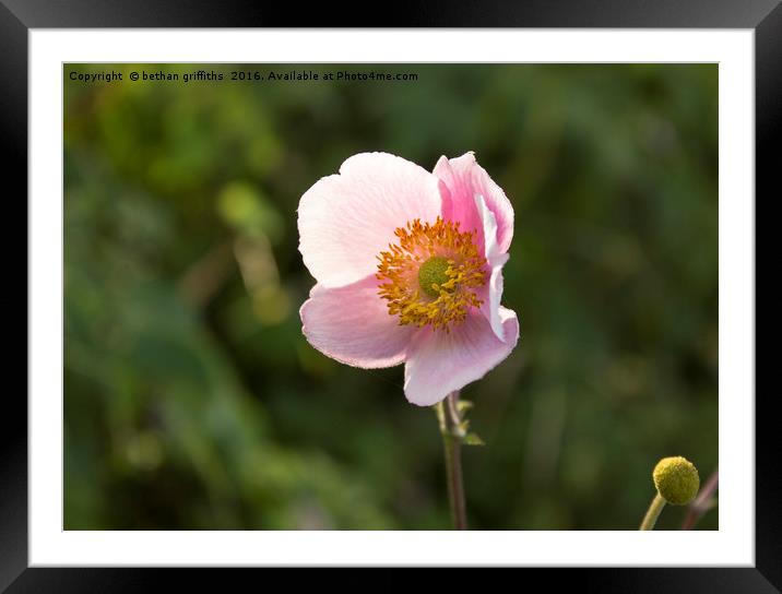 Simple Pink flower Framed Mounted Print by bethan griffiths