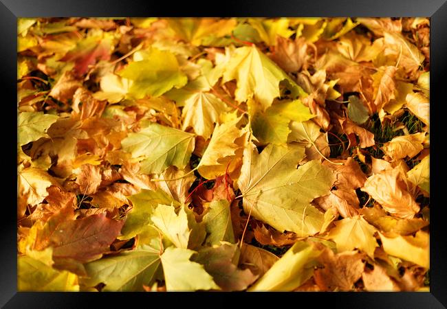 Maple leaves in autumn Framed Print by Gaukhar Yerk