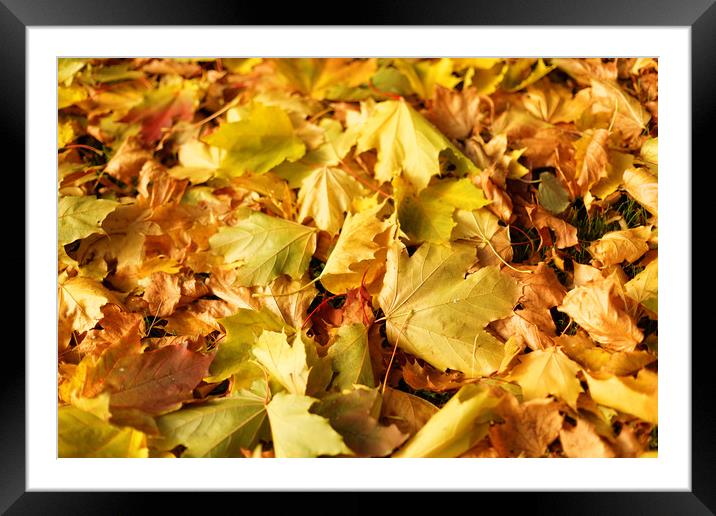 Maple leaves in autumn Framed Mounted Print by Gaukhar Yerk