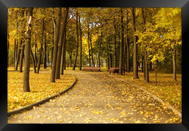 Benches in the autumn park Framed Print by Gaukhar Yerk