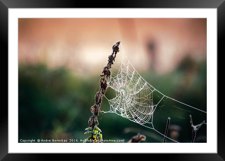 Cobweb in frost at morning. Ice on the spider's we Framed Mounted Print by Andrei Bortnikau