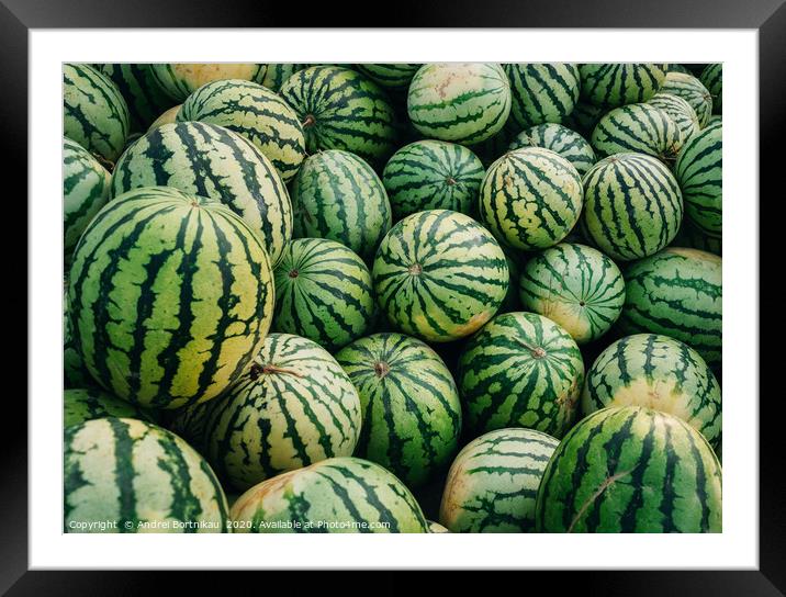 Green watermelons with black stripes Framed Mounted Print by Andrei Bortnikau