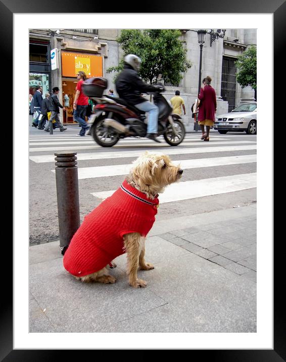 Dog  in the street Framed Mounted Print by Igor Krylov