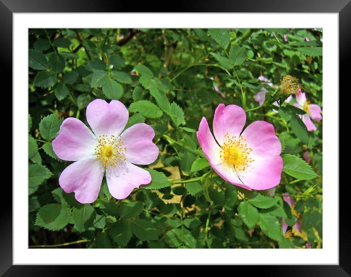 Dog-rose Framed Mounted Print by Igor Krylov