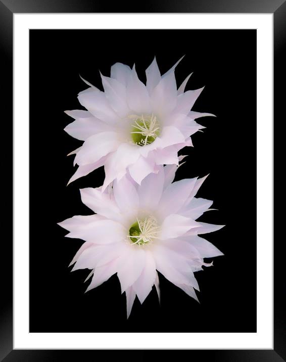 Flowers of cactus Framed Mounted Print by Igor Krylov