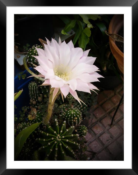 Flower of cactus Framed Mounted Print by Igor Krylov