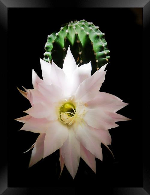 Flower of cactus Framed Print by Igor Krylov