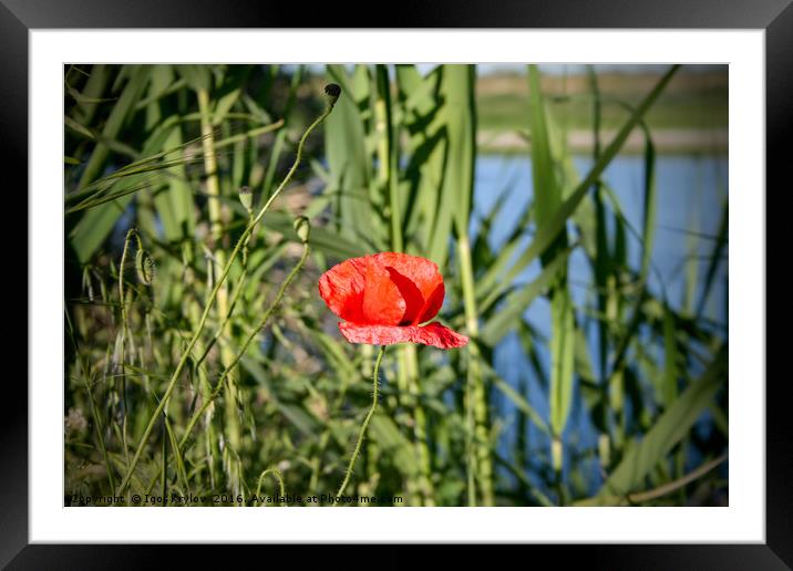 Poppy flower Framed Mounted Print by Igor Krylov