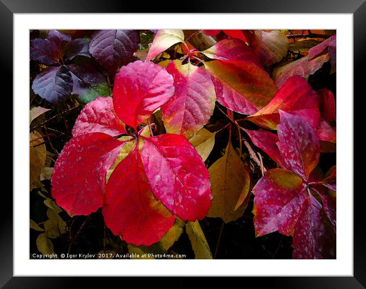 Red leaves Framed Mounted Print by Igor Krylov