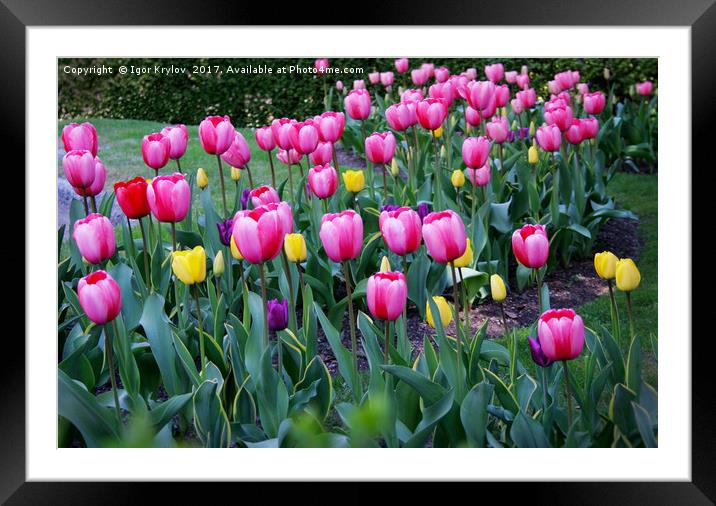 Tulips   Framed Mounted Print by Igor Krylov