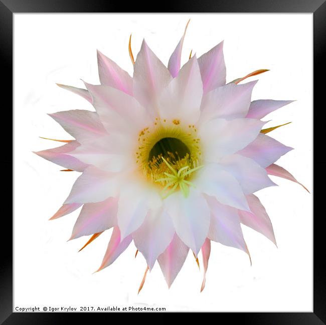 Flower of cactus on white Framed Print by Igor Krylov
