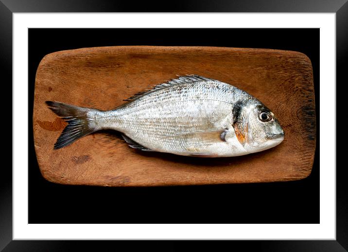 Gilthead on board  Framed Mounted Print by Igor Krylov