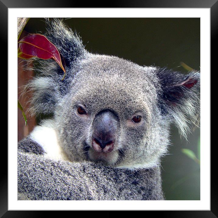 Koala Framed Mounted Print by sue kirman