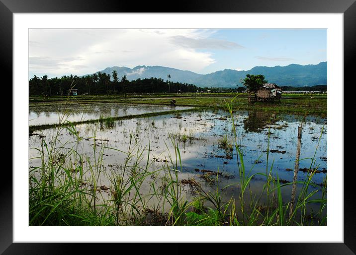 Rice Field Framed Mounted Print by Eduardo Wee