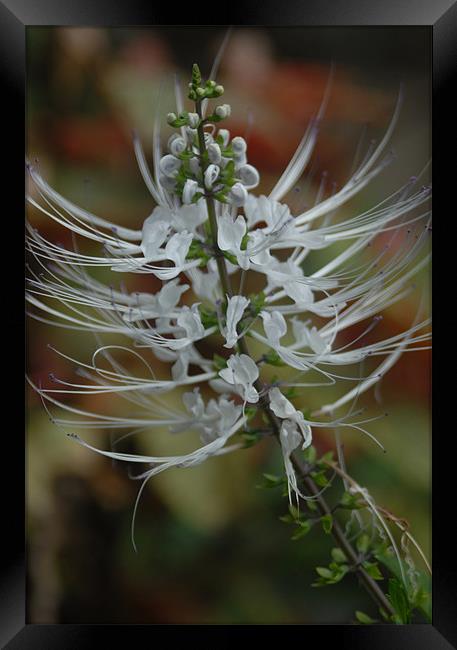 White Flower Framed Print by Eduardo Wee