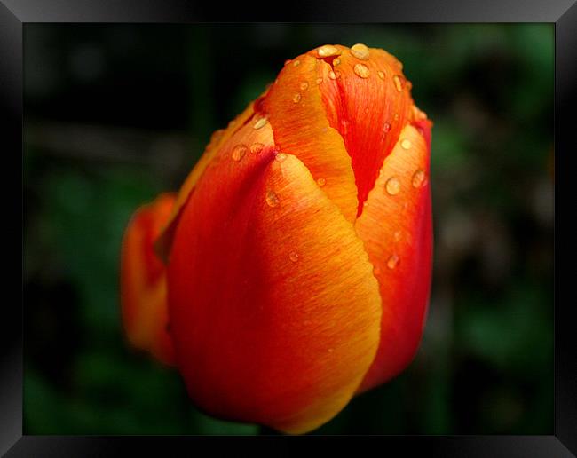 Tulip Framed Print by Jessica Poole
