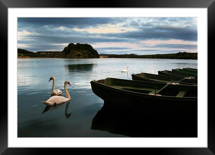 Swans on a Lake Framed Mounted Print by Jessica Poole