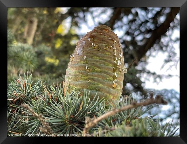 A close up of a new pine cone with sap  Framed Print by Harvey Watson